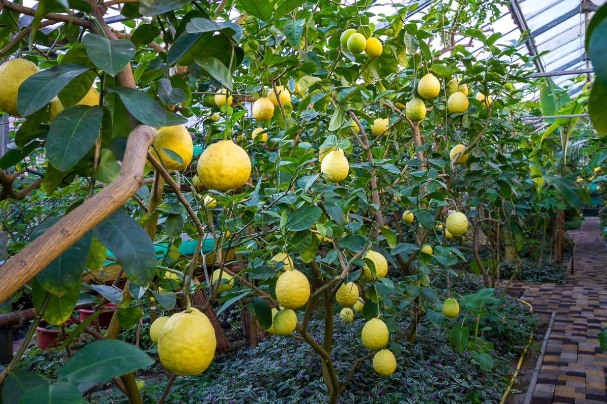 Консерватория